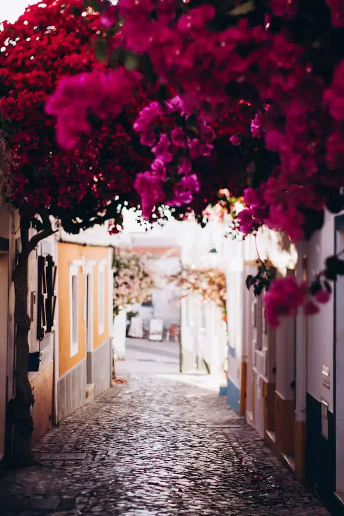 Ruela algarvia tradicional com casas brancas e flores